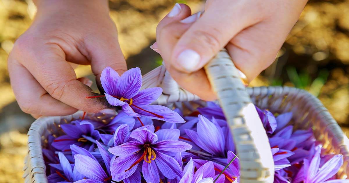 Woman picks saffron flowers basket